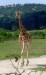 Žirafa ze zoo Praha