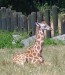 Žirafka ze zoo v Ústí
